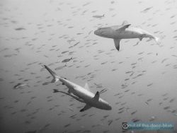 Gray reef sharks shot at Nigali Pass in Fiji. by Elijah Woolery 